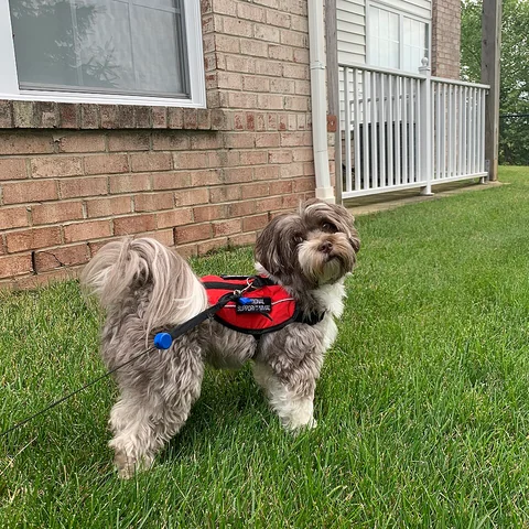 Un bichon havanese con la pettorina si ferma nell’erba durante una passeggiata
