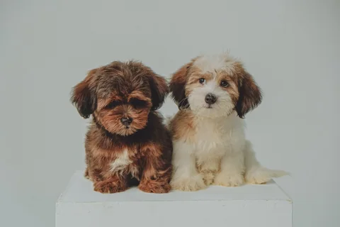 Due cuccioli di bichon havanese, uno marrone e uno color crema, siedono vicini