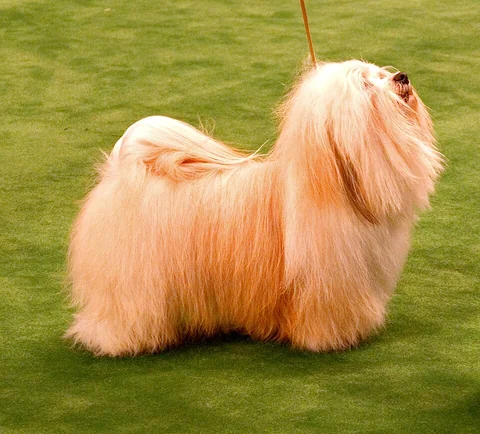 Un bichon havanese chiaro dal pelo lungo è in piedi di profilo a un’esposizione canina