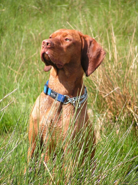 Kurzhaariger Magyar Vizsla im Gras