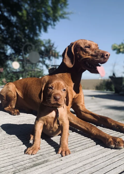 Un cachorro joven de braco, de color rojizo, está sentado delante de un adulto sobre una superficie de madera.