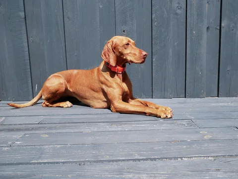 Braco húngaro de pelo corto tumbado de perfil en una terraza de madera.