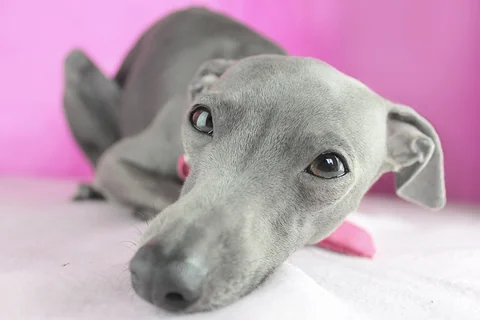 Un pequeño lebrel italiano gris descansa con la cabeza sobre una superficie clara, delante de un fondo rosa, y mira a la cámara