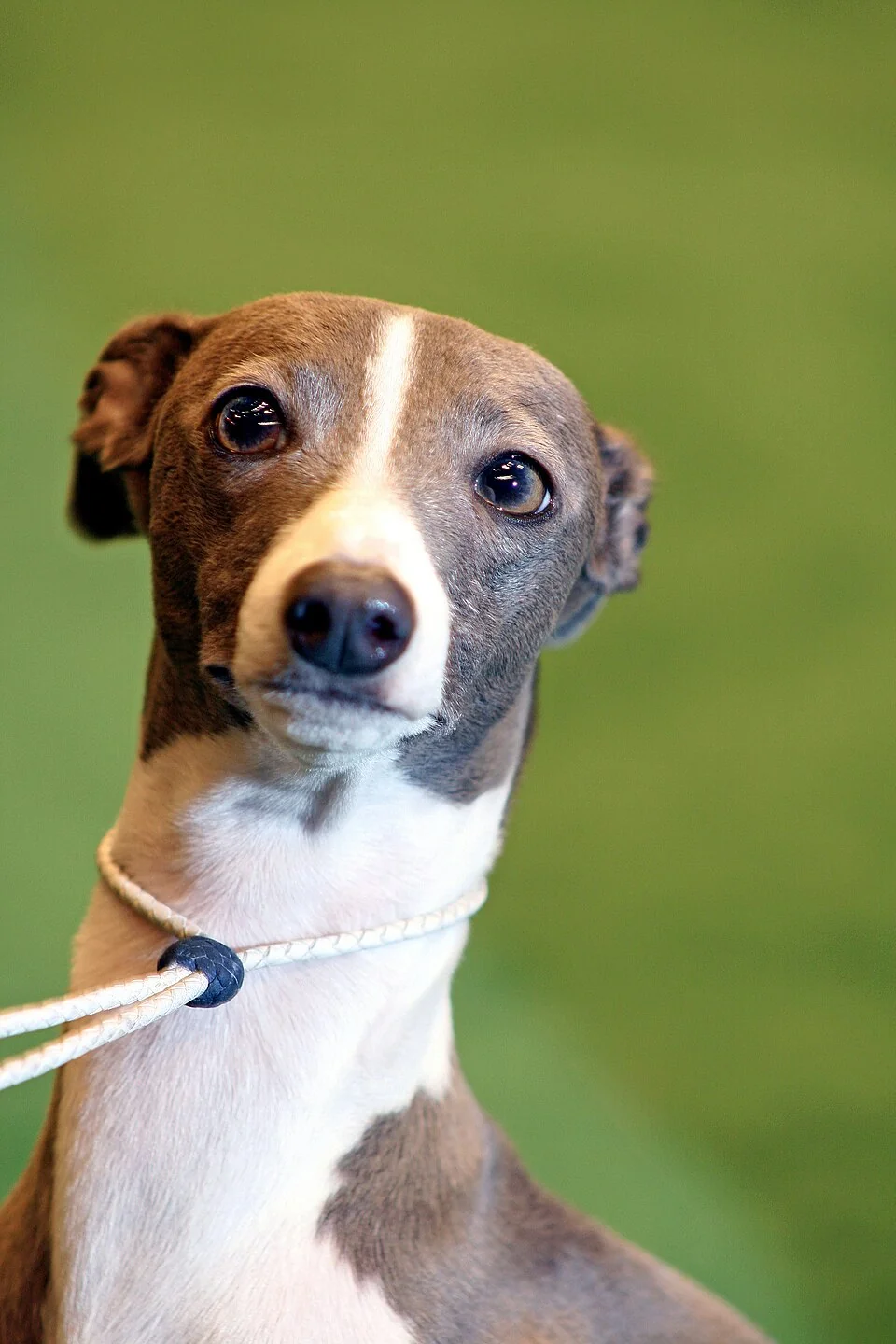 Un pequeño lebrel italiano con la cabeza gris parduzca y el pecho blanco mira a la cámara