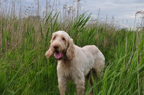 Spinone Italiano mit rauem hellen Fell im Gras