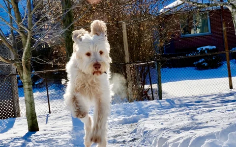 Spinone Italiano de pelo claro a saltar na neve na direção da câmara