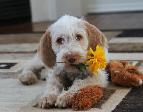Cachorro Spinone Italiano de dez semanas deitado num tapete com uma flor amarela