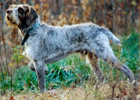 Spinone Italiano de pé, visto de perfil na relva de outono