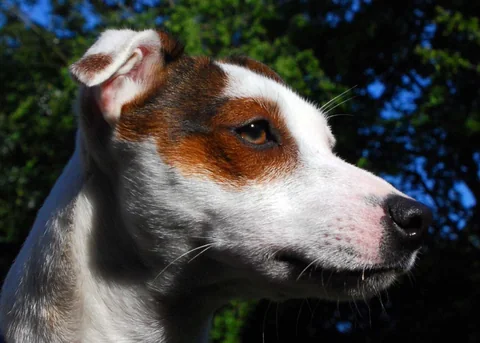 Jack Russell Terrier im Freien