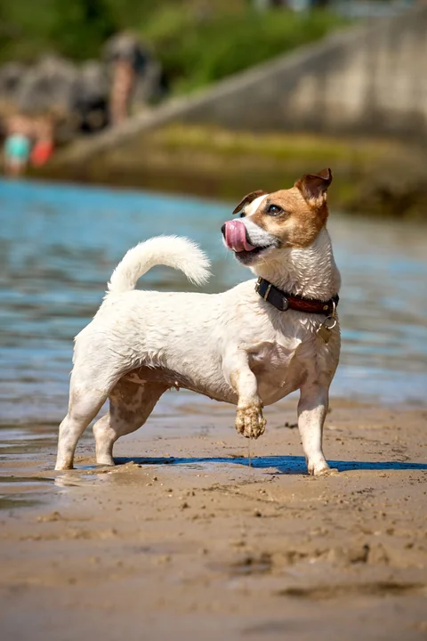 Jack Russell Terrier au pelage mouillé, une patte avant levée sur une plage.