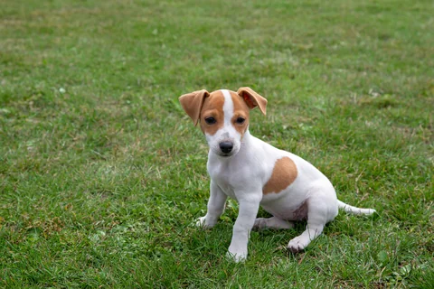 Chiot Jack Russell Terrier blanc et fauve assis dans l’herbe