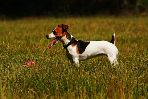 Jack Russell Terrier tricolore vu de profil dans de hautes herbes, avec une balle rouge devant lui.