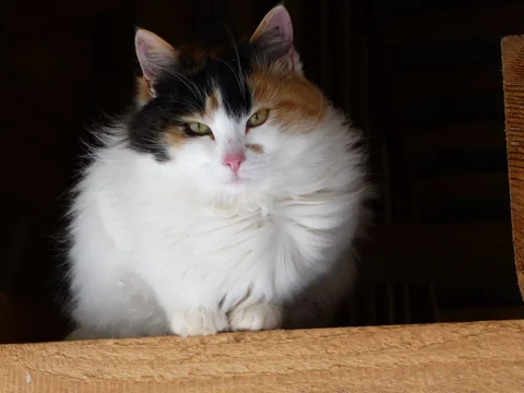 Tricolour longhaired Japanese Bobtail in portrait