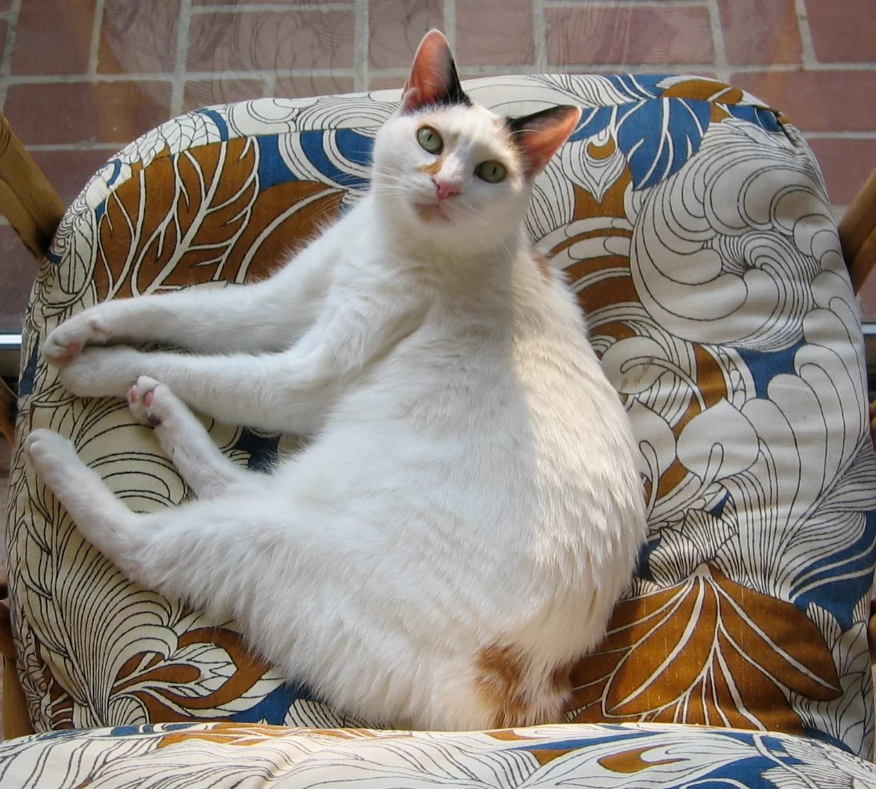 Adult Japanese Bobtail cat with a clear view of its face