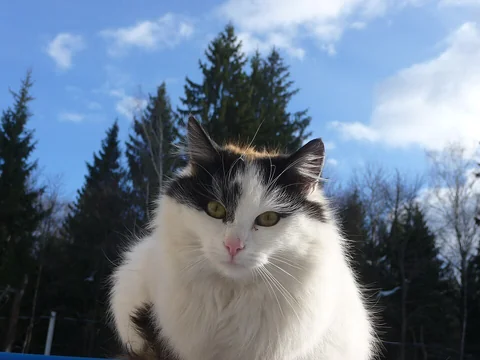 Longhaired Japanese Bobtail sitting outdoors against trees and blue sky