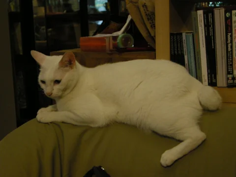 White Japanese Bobtail lying side-on on a sofa