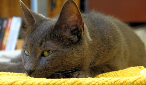 Korat liegt mit dem Kopf auf einer gelben Decke