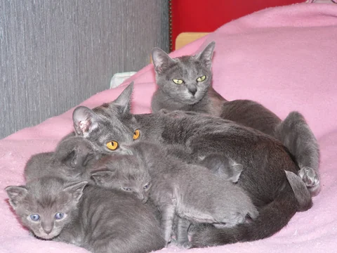 Koratkatzen mit mehreren Kitten liegen auf einer rosa Decke