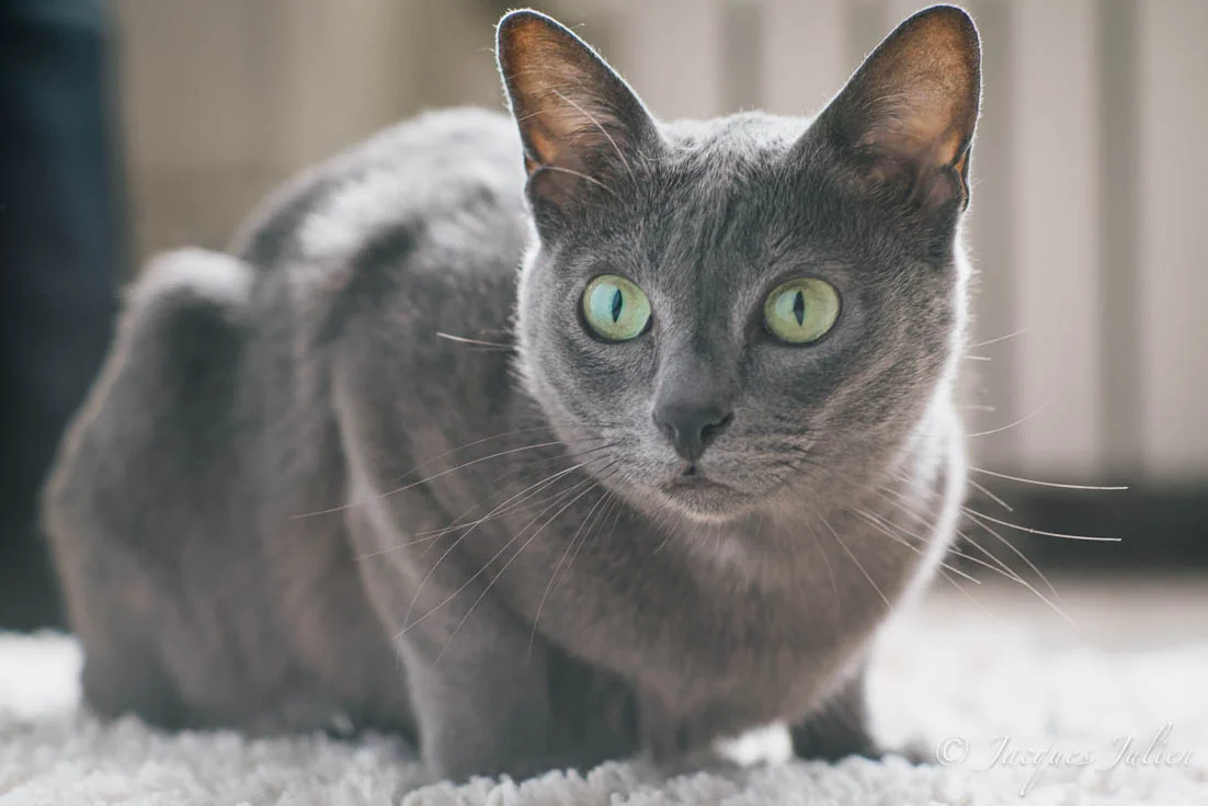 Korat-Katze im Porträt