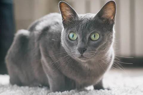 Korat-Katze im Porträt