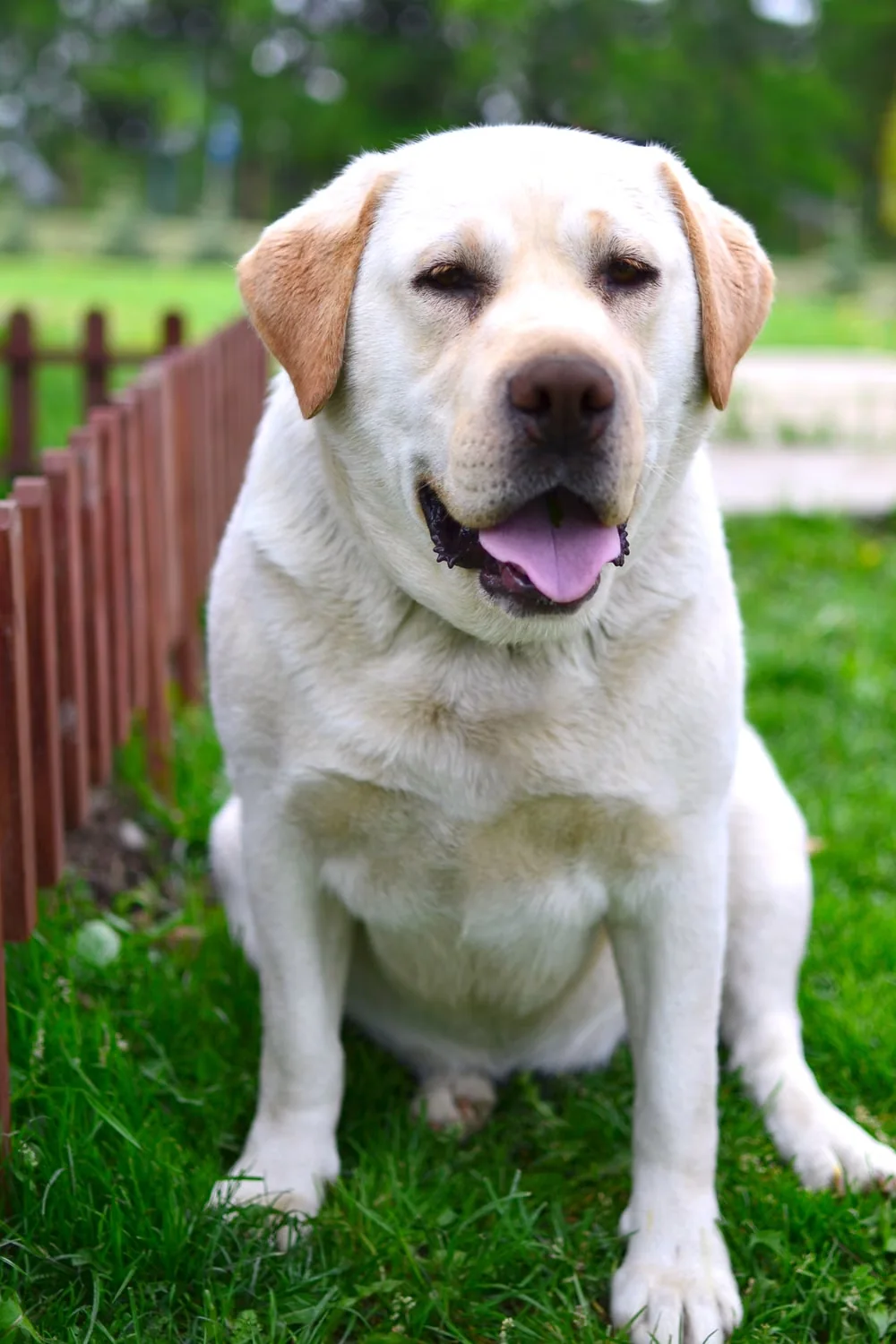 Adult yellow Labrador Retriever sitting in green grass