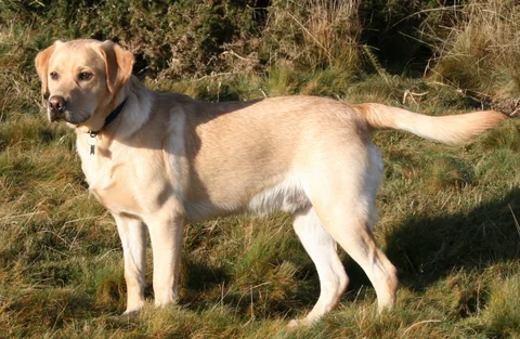 Heller Labrador Retriever auf einer Wiese