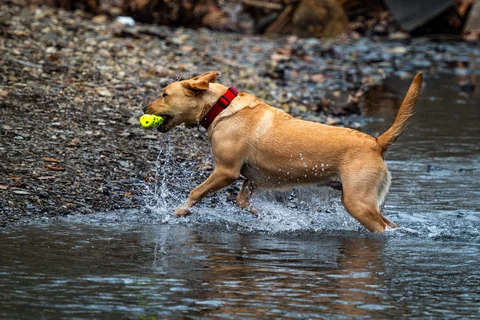 Un Labrador Retriever giallo corre nell’acqua bassa con un giocattolo in bocca.