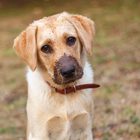 Un cucciolo di Labrador con il naso sporco di fango guarda verso la fotocamera.