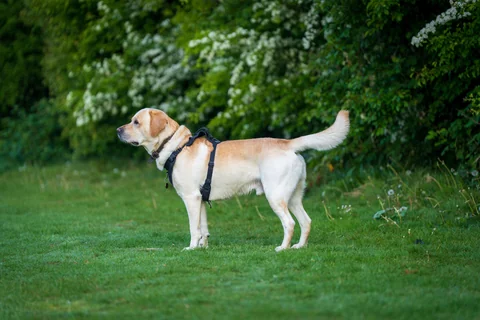 Un Labrador Retriever giallo è in piedi di profilo su un prato e guarda a sinistra.