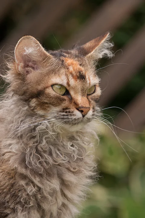 LaPerm-Katze Nertus mit gelocktem Halsfell und feinen Locken an den Ohren
