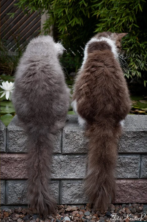 Zwei LaPerm-Katzen sitzen mit dem Rücken zur Kamera auf einer Gartenmauer