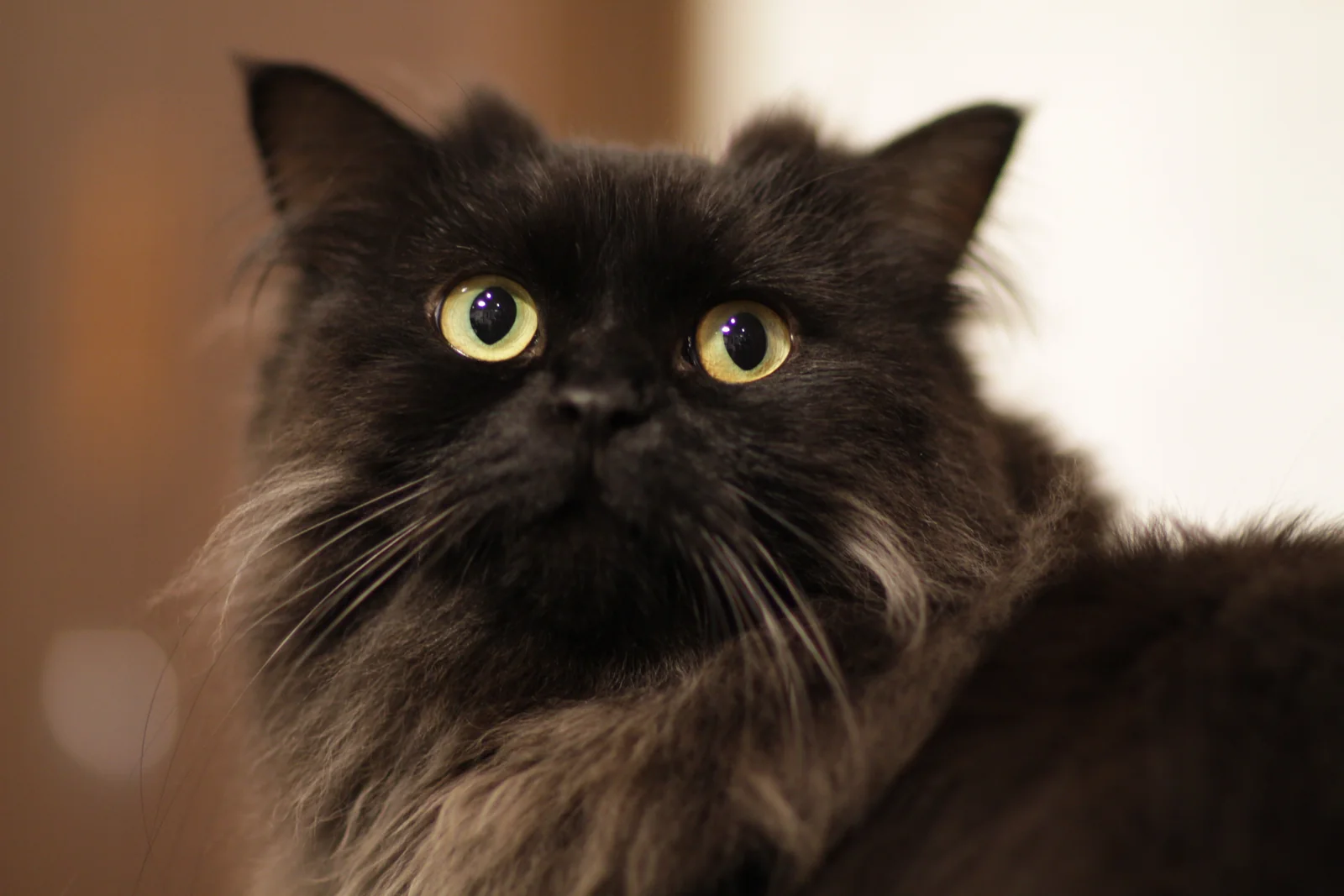 LaPerm-Katze im Porträt