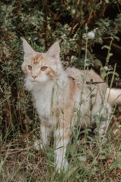 An adult Maine Coon stands in tall grass, showing its long, strong frame.