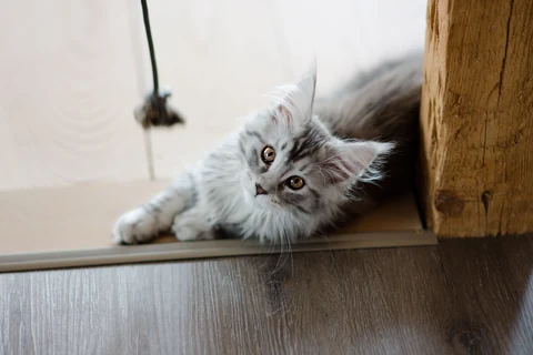 Helles Maine-Coon-Kitten liegt auf dem Holzboden und schaut in die Kamera.