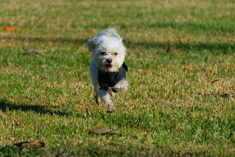 Bichon maltês a correr por um campo na direção da câmara
