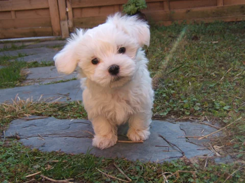 Um cachorro da raça bichon maltês, de pelo branco, está de pé num caminho de jardim, com a cabeça inclinada.