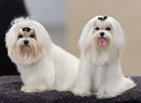 Dois bichons malteses brancos de pelo comprido numa exposição canina; vê-se o corpo do cão da esquerda de lado