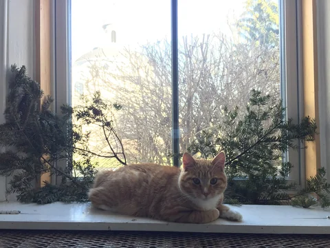 Roter Manx-Kater Linus ruht auf einer Fensterbank