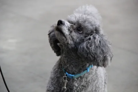 Head portrait of a grey Miniature Poodle