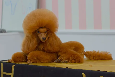Un barbone nano rosso è sdraiato su un tavolo, con il pelo lungo su testa e petto e il pelo del viso tosato corto.