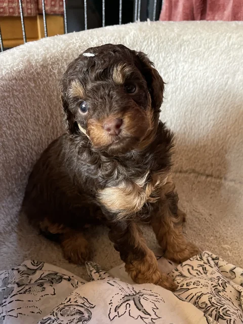 Un cucciolo di barbone nano marrone di quattro settimane e mezzo è seduto in una cuccia chiara.