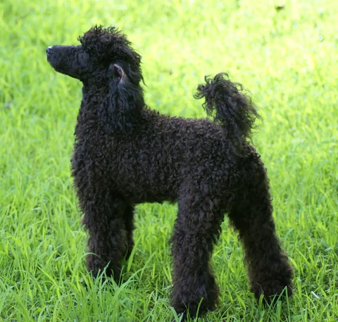 Un barbone nano nero è ritratto per intero di profilo su un prato.