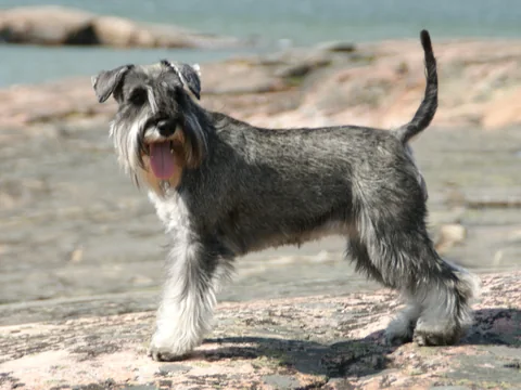 Pfeffer-salzfarbener Zwergschnauzer mit Bart