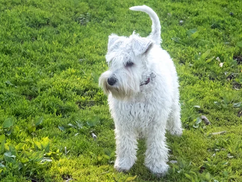 Cucciolo di Schnauzer nano bianco in piedi sull’erba