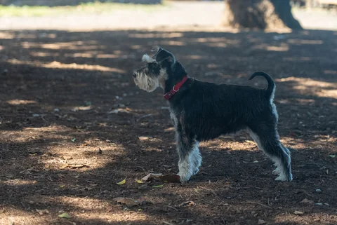 Schnauzer nano nero e argento in piedi di profilo in un parco.