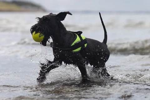 Schnauzer nano nero che porta una pallina da tennis nell’acqua bassa del mare.