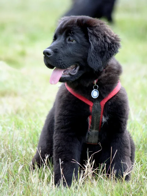 Cucciolo nero di Terranova seduto sull’erba con una pettorina rossa