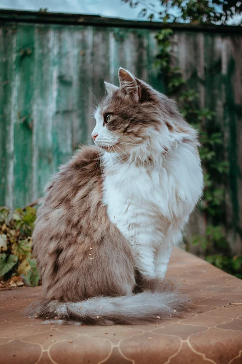 Eine Norwegische Waldkatze sitzt auf einer Bank und blickt zur Seite; ihr langes Fell und der buschige Schwanz sind sichtbar.