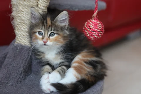 Dreifarbiges Norwegische-Waldkatzen-Kitten liegt vor einem Kratzbaum und blickt zur Kamera.