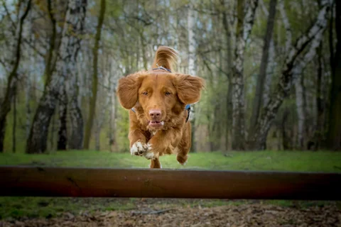Nova Scotia Duck Tolling Retriever in a blue harness jumping over a wooden bar